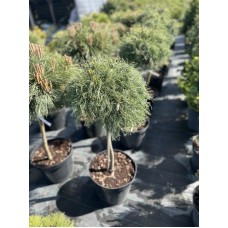 Сосна веймутова Векурв С15 штамб